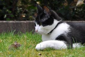 Cat and Mouse