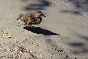 duckling runs