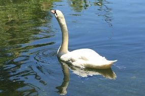 White swan in wildlife