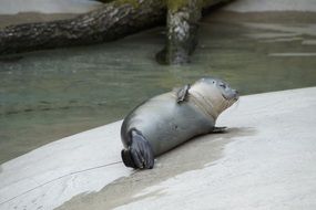 sea mammal at the zoo
