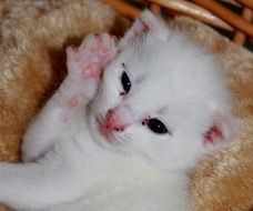 newborn white cat