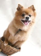 cute dog in wicker basket