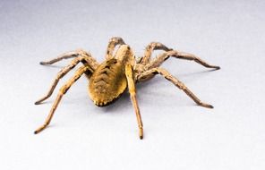 closeup of a spider on the white background