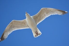 seagull in the clear sky