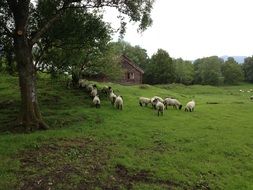 flock of sheep in a village in Norway