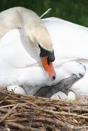 swan hatching eggs