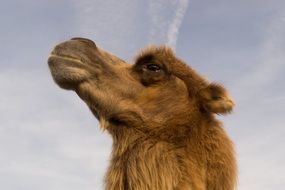 Camel head against sky