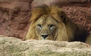 lion among the stones