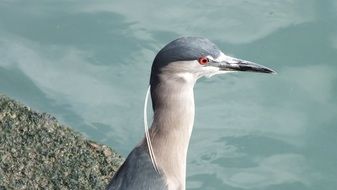 Portrait of Blue Heron Ave bird
