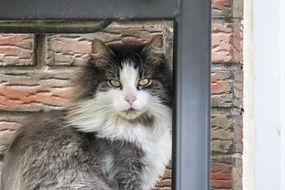 longhair cat under the table