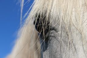 portrait of a purebred arabian horse