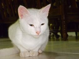 white domestic cat close-up on a blurred background