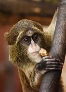 photo of the cute brown monkey