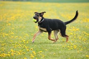 young dog running on summer meadow