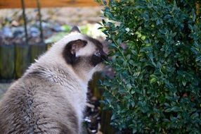 British Short Hair Cat sitting