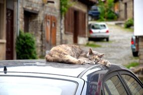 Cat Sleeps on Car