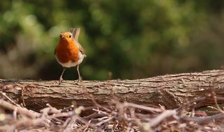 singing robin