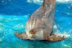 shiny dolphin in clear water close up