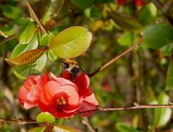 bee is sitting on a red flower