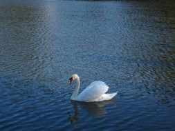 white swan swims in blue lake