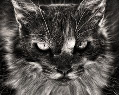 deliciously beautiful Cat Feline