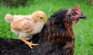 Chick and chicken