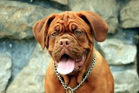 portrait of an young mastiff