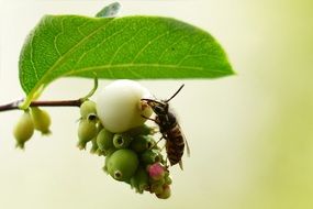 wasp on a snow berry