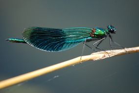 green damsel fly banded demoiselle