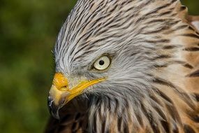 gray bird of prey with yellow beak close-up