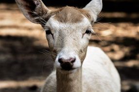 roe deer in the forest in a natural environment