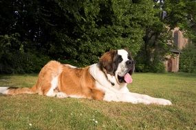 tired St Bernard dog