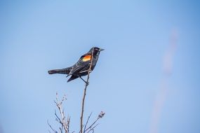 Colorful Blackbird on the tree at blue sky background with white clouds