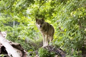 european wolf in the summer forest