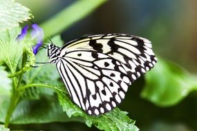 black-and-white butterfly in nature