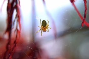 spider-web with poisonous spider