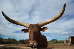 Head of the animal