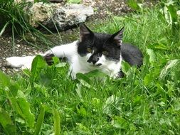 black and white cat in the green grass
