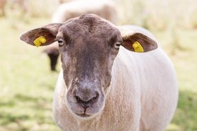 sheep in the pasture