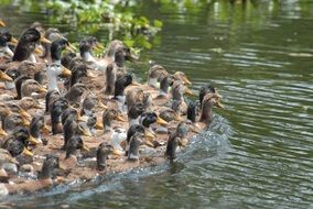flock of ducks on the river