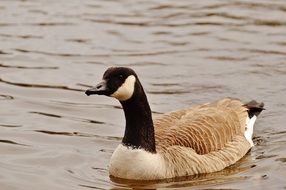 Goose on water