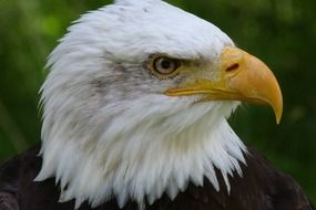 white eagle head with yellow beak close up