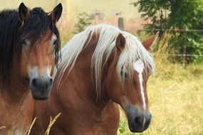Two horses on meadow