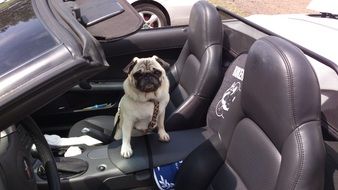 fawn Pug in open sports Auto