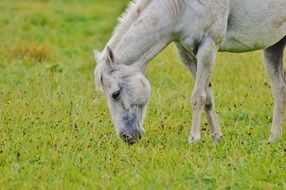 graceful white horse