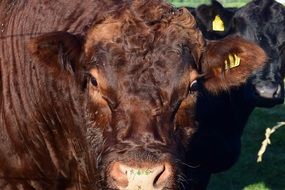 photo of the head of a brown bull in the pasture