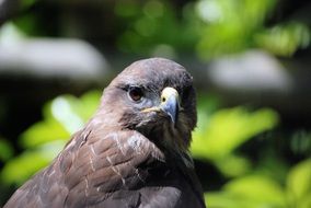 common buzzard on a background of green leaves of a tree