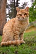 Yellow and orange cat near the trees on the field