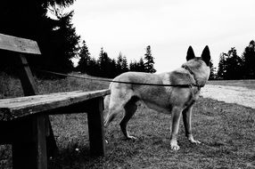 black white photo of a dog tied to a bench