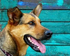 portrait of German Shepherd Dog